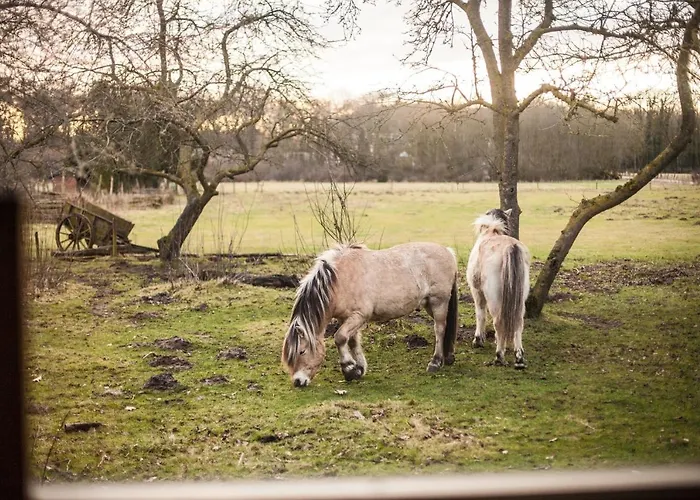 Groepsaccommodatie - De Ooymanhoeve
